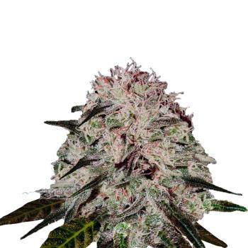Strawberry Smile Bud von Bud Voyage – Erstragsreiche Feminisierte Cannabisblüten mit fruchtigem Erdbeeraroma