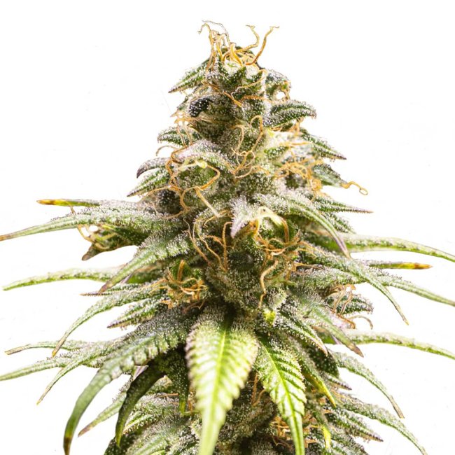 Bud Voyage Super Sativa Feminisiert Bud Nahaufnahme
