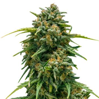 Nahaufnahme eines Bud Voyage Super Skunk Automatic Buds – Dichte, harzige Blüte mit süß-erdigem Skunk-Aroma.