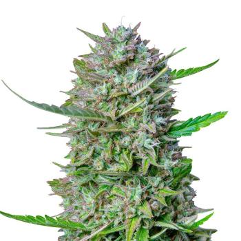 Nahaufnahme eines BudVoyage Tropical Orange Automatic Buds – Harzige, leuchtend grüne Blüte mit intensivem Zitrusaroma.