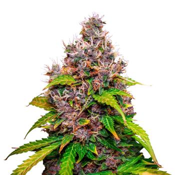 Nahaufnahme eines Bud Voyage Watermelon Zkittlez Feminisiert Buds – Harzige, dichte Blüte mit süßem Wassermelonen- und Zkittlez-Aroma