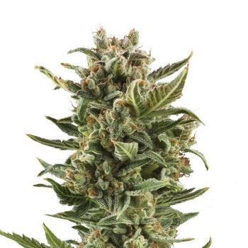 Nahaufnahme eines dichten White Widow Automatic Buds – Harzige Blüten mit intensiver Trichomen-Bedeckung und erdig-würzigem Aroma