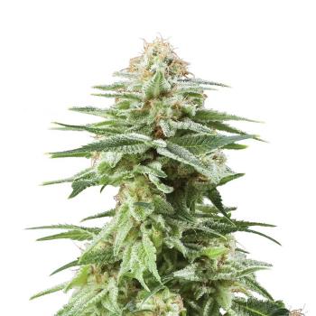 Nahaufnahme eines Bud Voyage White Widow Feminisiert Buds – Harzige, dichte Blüte mit würzig-holzigem Aroma.