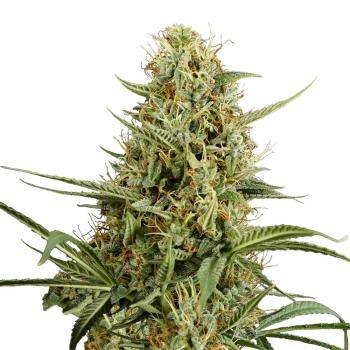 Strawberry Smile Automatic Bud von Bud Voyage – sativadominierte Autoflowering mit Aromen von Erdbeere