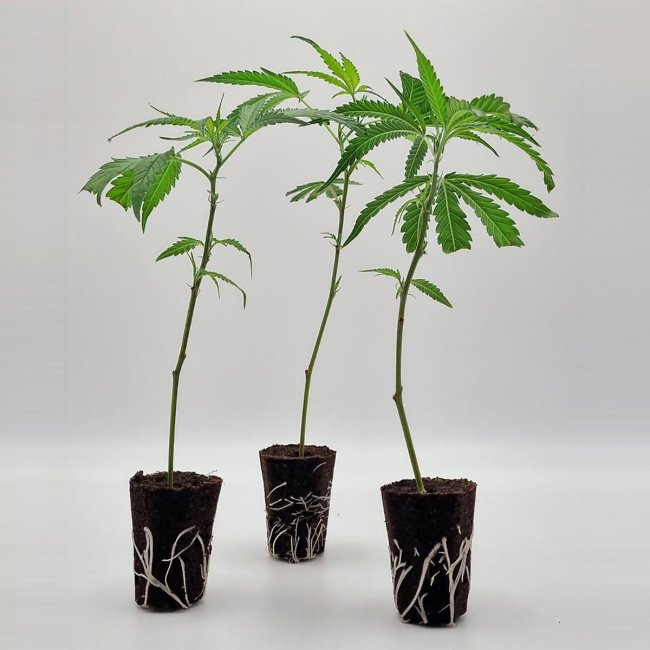 3er-Set bewurzelte Deep Mandarine CBD Stecklinge – frisch geliefert von Static Plants