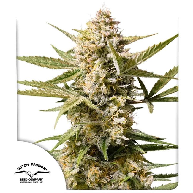 Dutch Passion Auto Cinderella Jack Autoflower Cannabissamen Pflanze