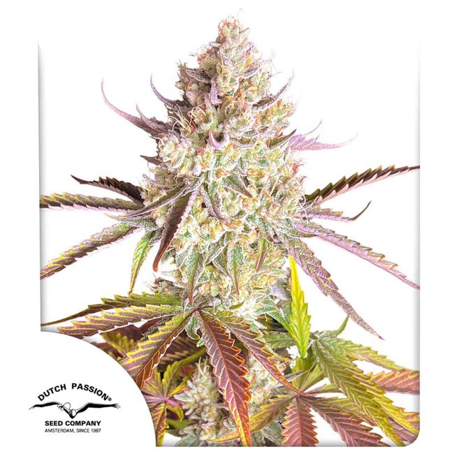 Dutch Passion Fruit Bomb Punch feminisierte Cannabissamen Pflanze