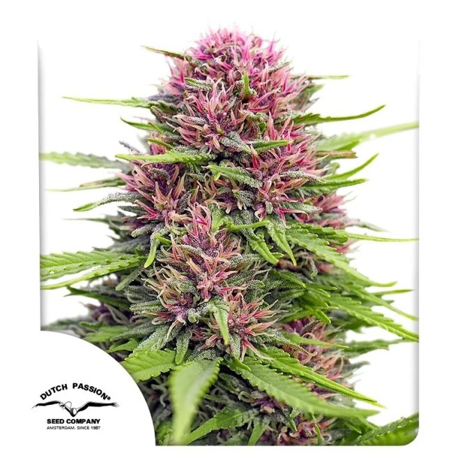 Dutch Passion Frisian Dew feminisierte Outdoor Cannabissamen Pflanze
