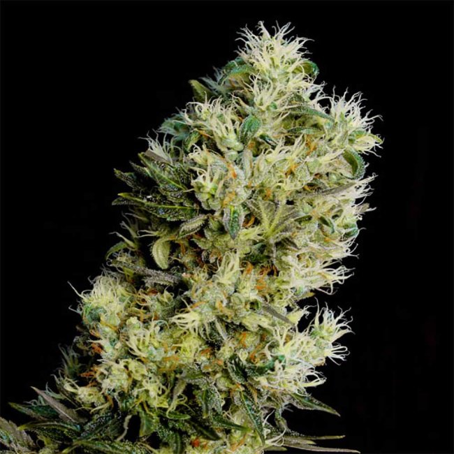 Amnesia Bilbo Automatic Pflanze