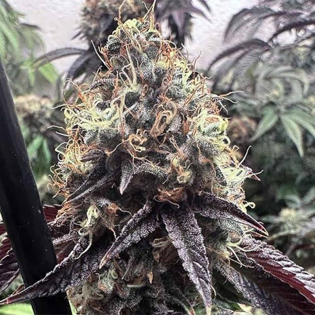 Genehtik Seeds Bilbo Pound Cake feminisierte Pflanze