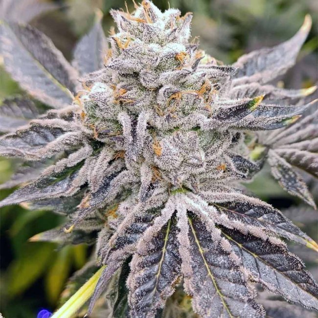 Genehtik Seeds Euskal Zkittlez feminisierte Pflanze