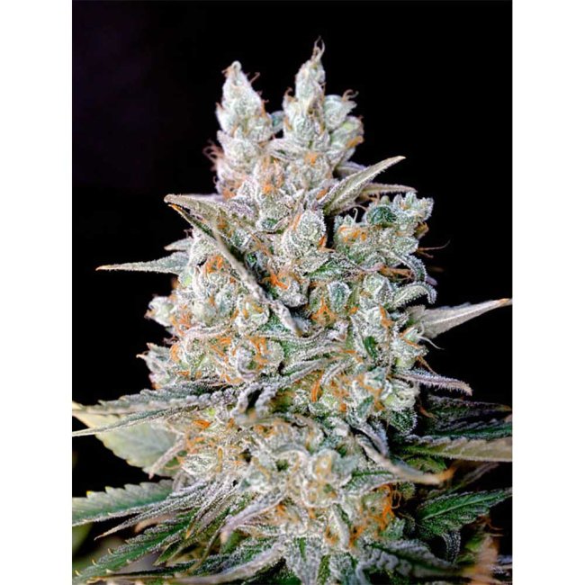 Genehtik Seeds Kritikal Bilbo Automatic Pflanze