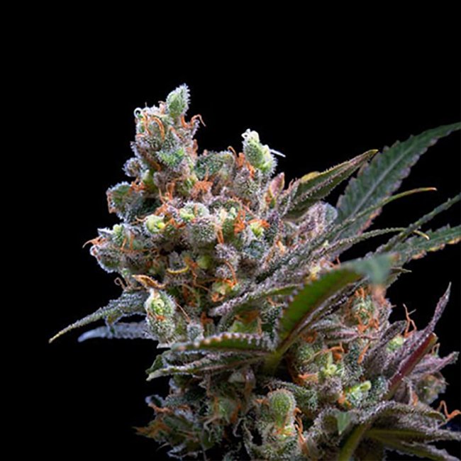 Genehtik Seeds Kritikal Bilbo feminisierte Pflanze