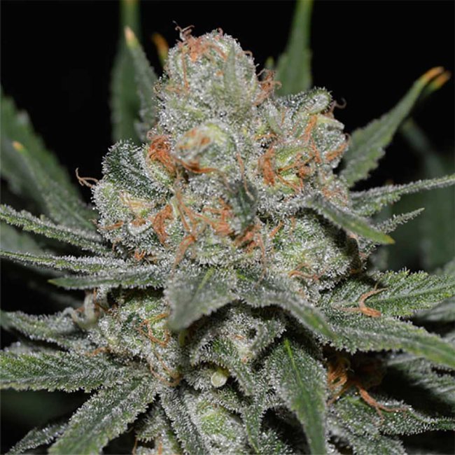 Genehtik Seeds Nevil Bilbo Automatic Pflanze