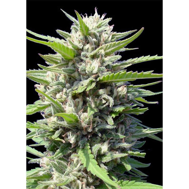 Genehtik Seeds Northern Lights Automatic Pflanze