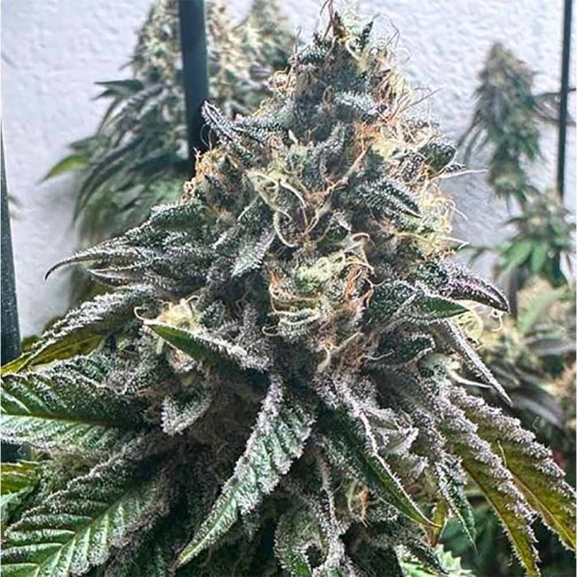 Genehtik Seeds Strawbilbo Banana Automatic Pflanze