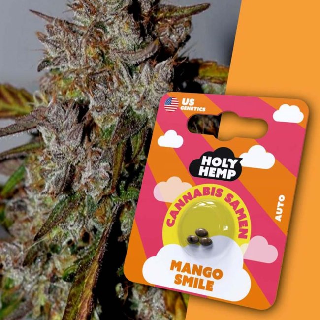 Holy Hemp Mango Smile Automatic – Verpackung mit 3 Samen und Nahaufnahme der tropisch duftenden Pflanze im Hintergrund. Autoflowering Sativa mit 20–25% THC und intensivem Mango-Aroma.