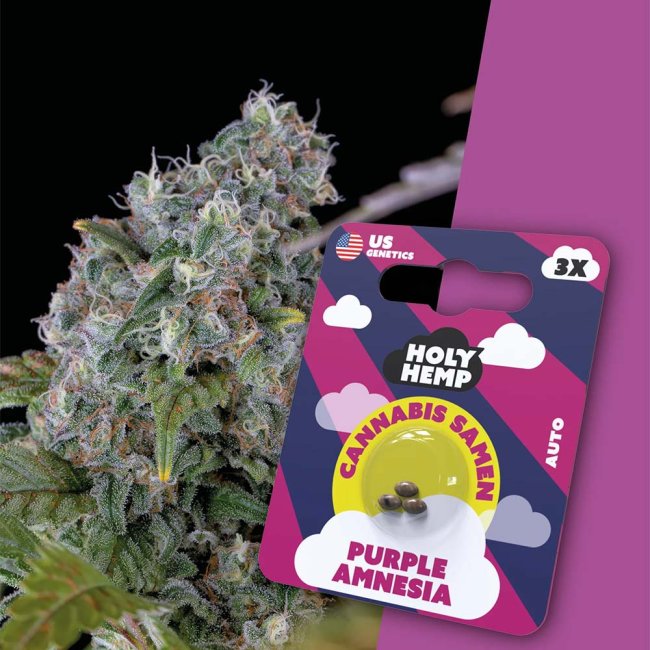 Holy Hemp Purple Amnesia Automatic – Verpackung mit 3 Samen und Nahaufnahme der violett blühenden Pflanze im Hintergrund. Autoflowering Sativa mit 20–25% THC und exotischem Aroma.