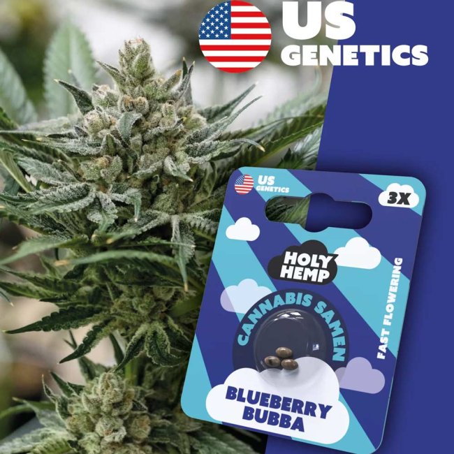 Holy Hemp Blueberry Bubba Fast Flowering Pflanze und Verpackung