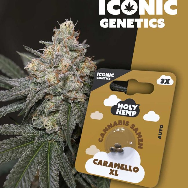 Holy Hemp Caramello XL Automatic Pflanze und Verpackung
