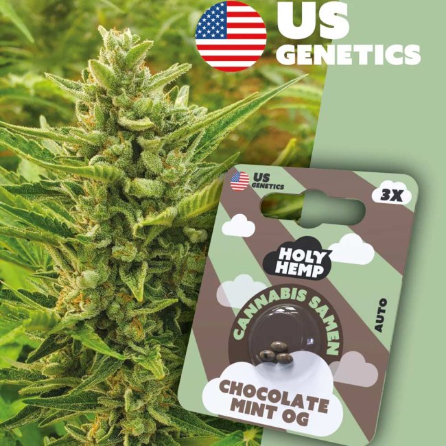 Holy Hemp Chocolate Mint OG Automatic Pflanze und Verpackung