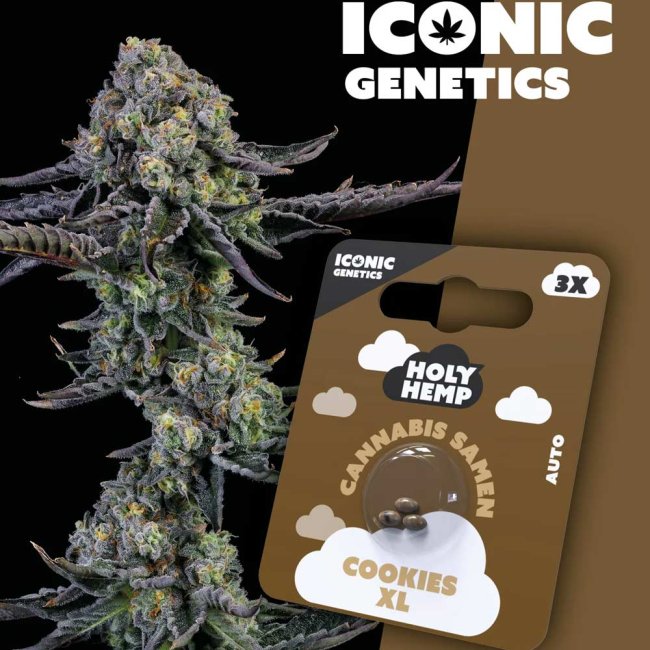 Holy Hemp Cookies XL Automatic Pflanze und Verpackung