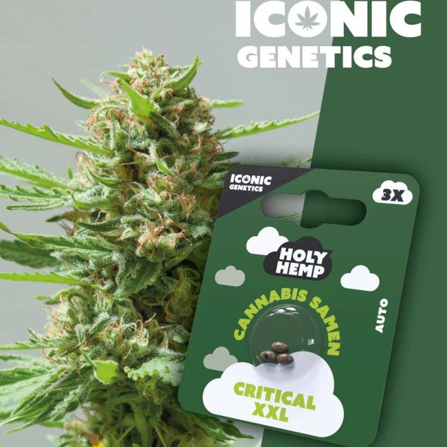 Holy Hemp Critical XXL Automatic Pflanze und Verpackung
