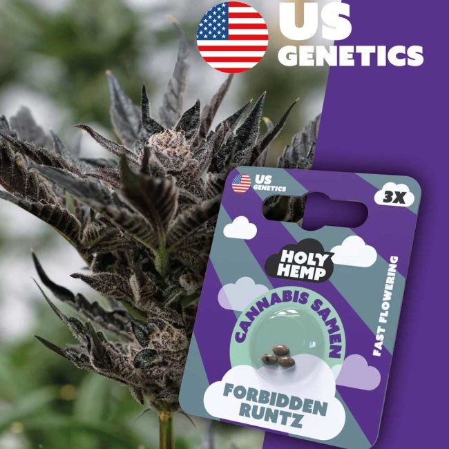 Holy Hemp Forbidden Runtz Fast Flowering Pflanze und Verpackung