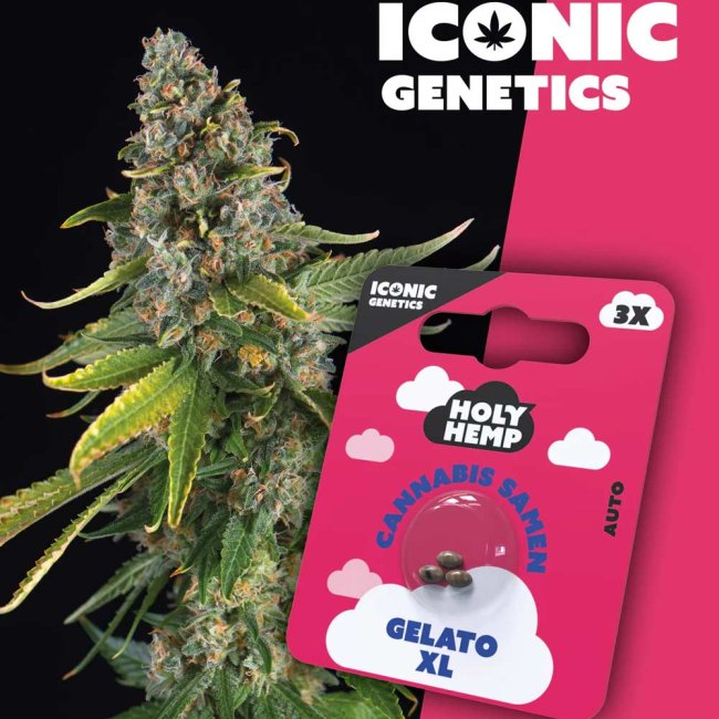 Holy Hemp Gelato XL Automatic Pflanze und Verpackung