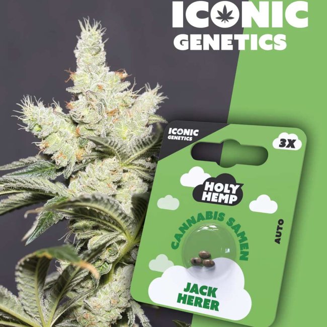 Holy Hemp Jack Herer Automatic Pflanze und Verpackung