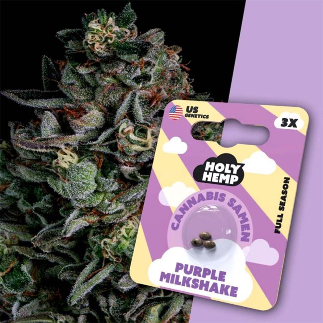 Holy Hemp Purple Milkshake – Verpackung mit 3 Samen und im Hintergrund eine Nahaufnahme der lila Cannabis-Pflanze mit harzigen Buds.