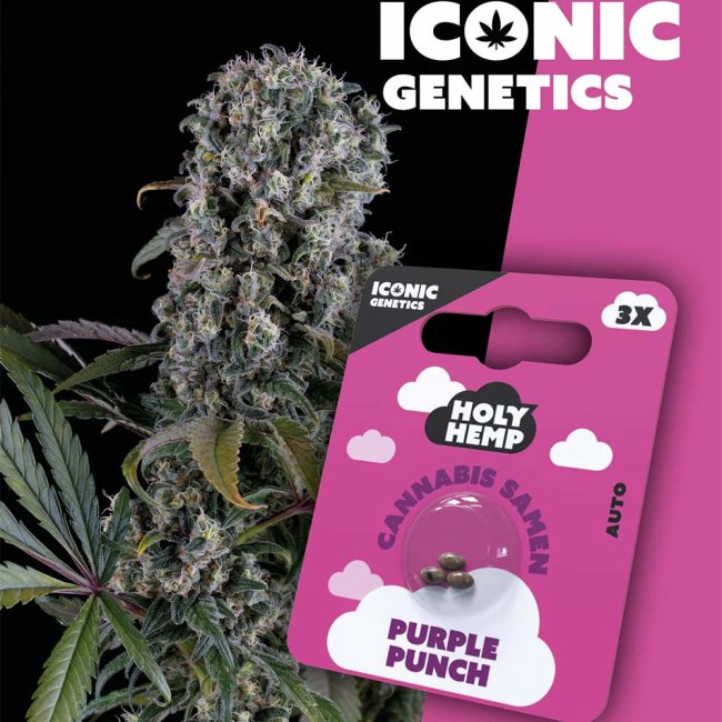 Holy Hemp Purple Punch Automatic Pflanze und Verpackung