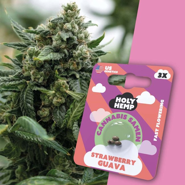 Holy Hemp Strawberry Guava – Verpackung mit 3 Samen und im Hintergrund eine Nahaufnahme der blühenden Pflanze mit dichten, harzigen Buds und orangefarbenen Härchen.