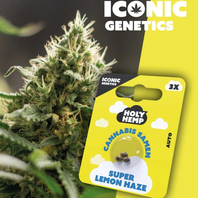 Holy Hemp Super Lemon Haze Auto Cannabispflanze und Verpackung