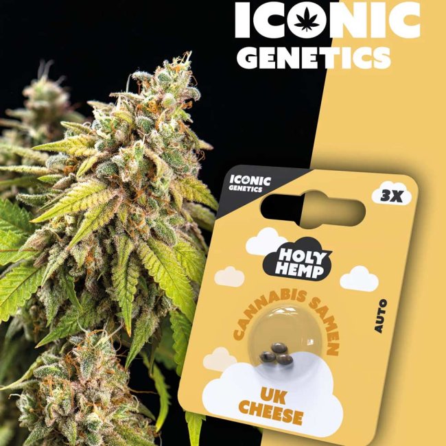 Holy Hemp UK Cheese Automatic Pflanze und Verpackung