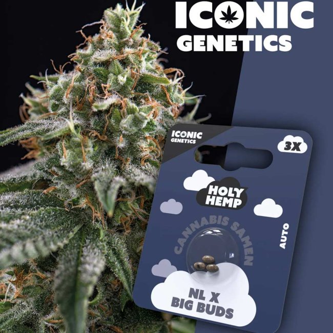 Holy Hemp NL x Big Buds Automatic Pflanze und Verpackung