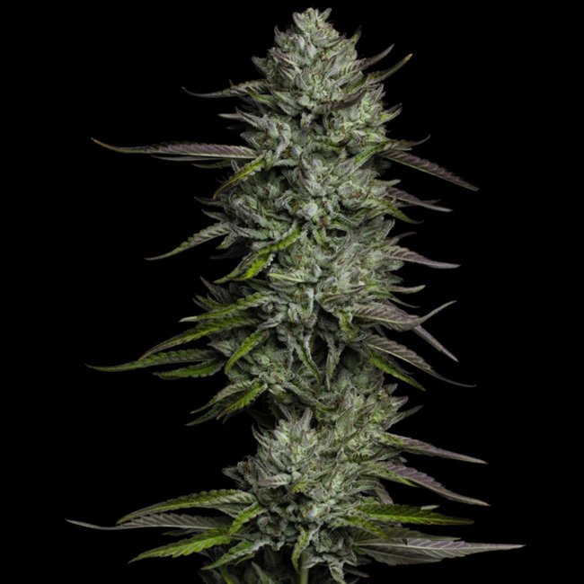 Preview: Humboldt Seed Co. Redemption Indica Feminisiert Pflanze