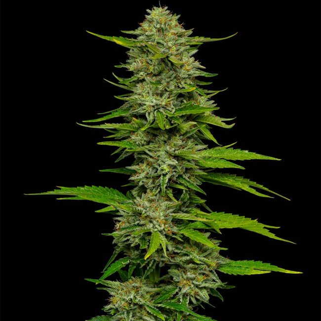 Preview: Humboldt Seed Company One Love Sativa feminisierte Cannabissamen Pflanze
