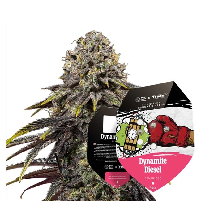Verpackung der Dynamite Diesel Feminisiert von Royal Queen Seeds x Tyson 2.0 mit blühender Pflanze im Hintergrund