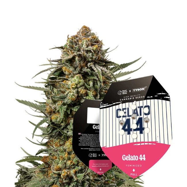 Packung von Gelato 44 Feminisiert von Royal Queen Seeds x Tyson 2.0 mit blühender Pflanze im Hintergrund