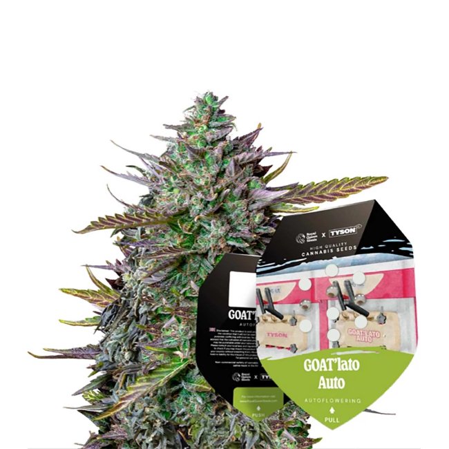 Packung der GOAT’lato Automatic von Royal Queen Seeds x Tyson 2.0 mit blühender Pflanze im Hintergrund