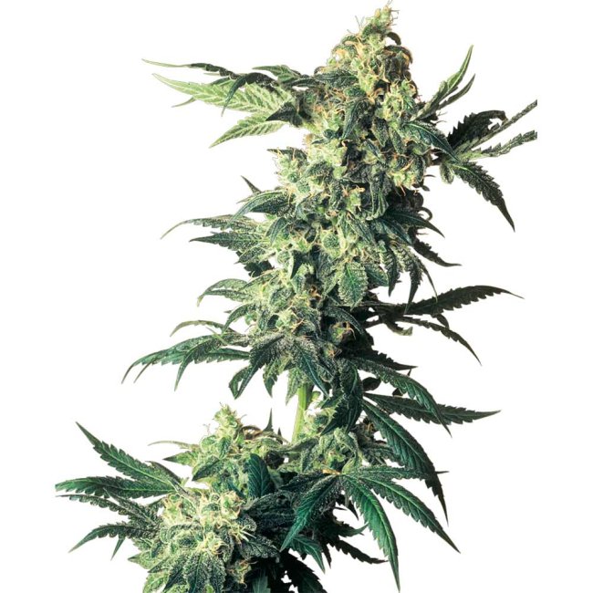 Nahaufnahme der Sensi Seeds Northern Lights mit kräftigen Buds und intensiver Trichomen-Bedeckung.
