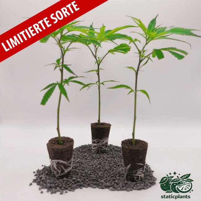 3er-Set bewurzelte Deep Mandarine CBD Stecklinge – frisch geliefert von Static Plants