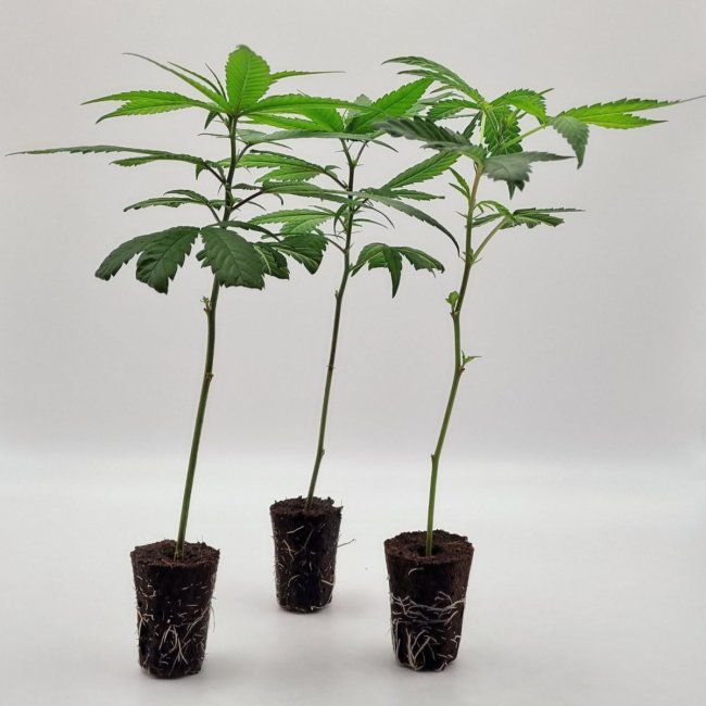 3er-Set bewurzelte Red Pure CBD Auto Stecklinge – CBD-reich & THC-arm