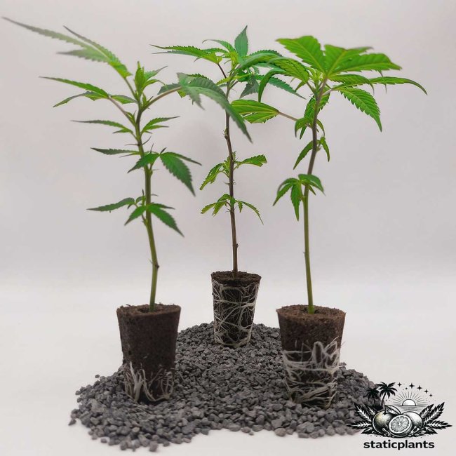 Orange Bud Stecklinge 3er-Set von Static Plants