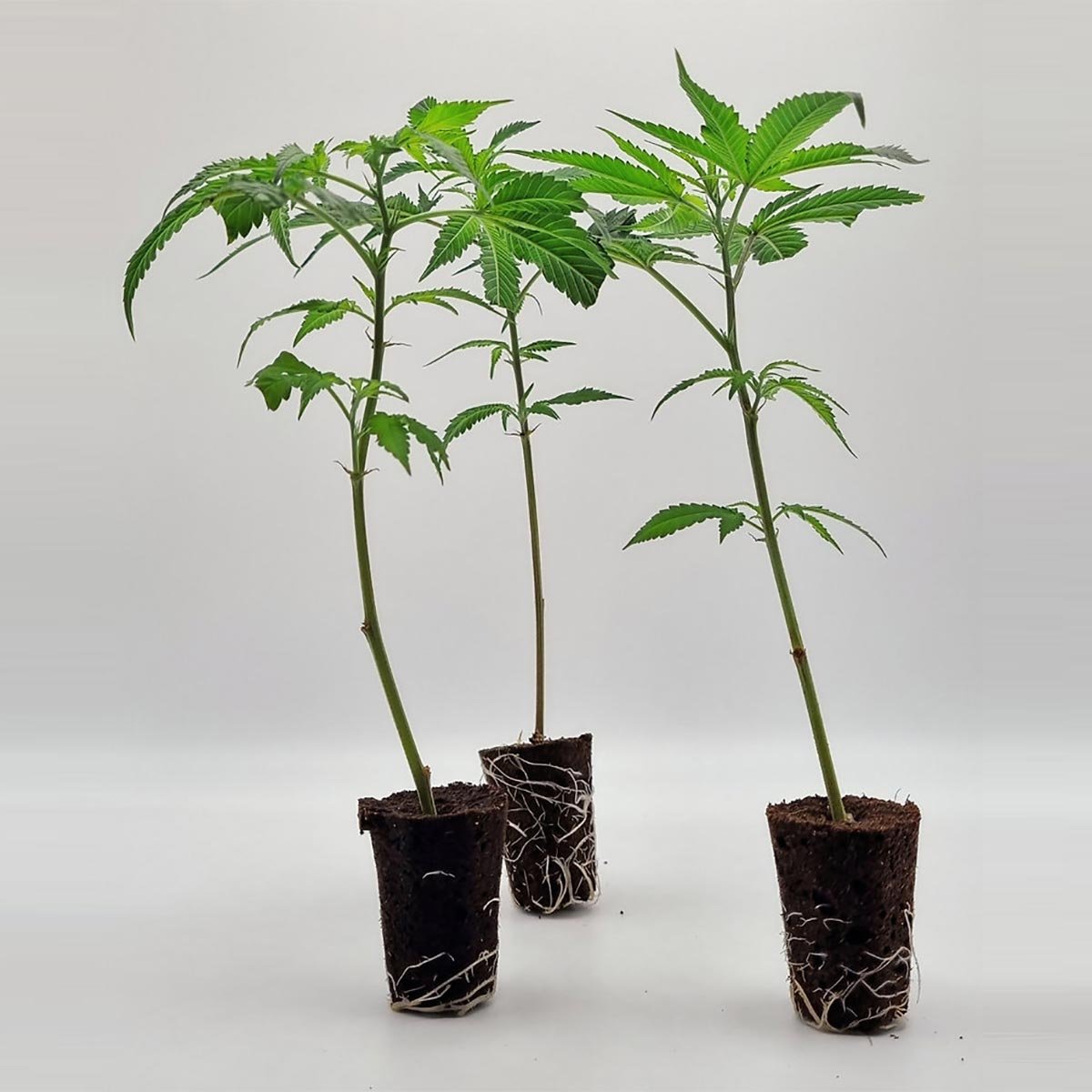 3er-Set bewurzelter Mimosa x Orange Punch Stecklinge – frisch geliefert von Static Plants