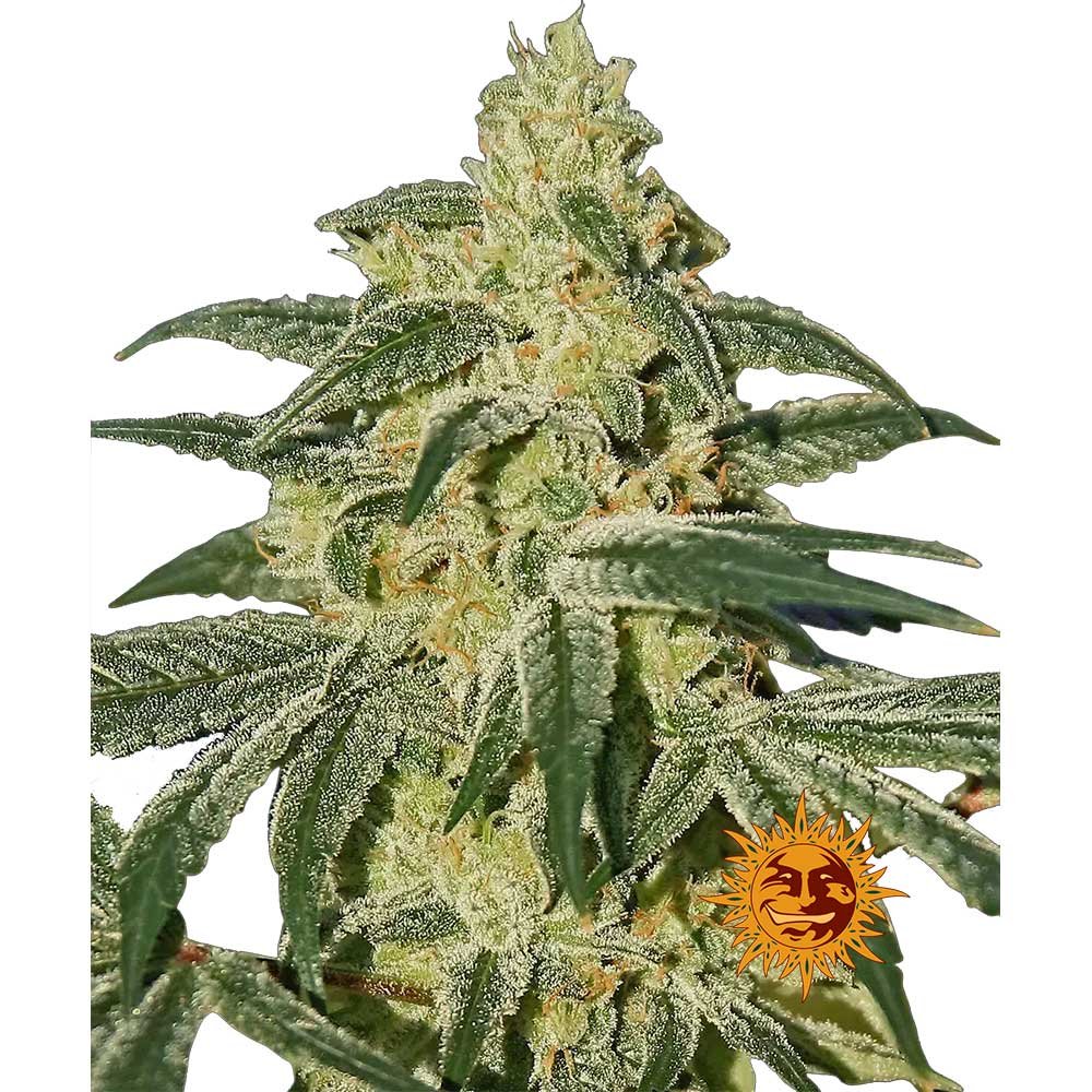 Nahaufnahme der Afghan Hash Plant Regular von Barneys Farm zeigt einen Teil der Pflanze mit kräftigen Bud und intensiver Trichomen-Bedeckung.