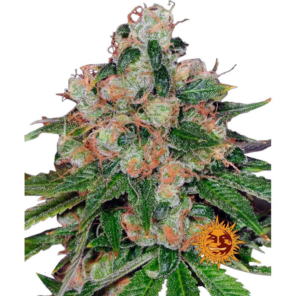 Nahaufnahme der Barney's Farm CBD Caramel Regular Cannabispflanze mit dichten, harzigen Buds und einer intensiven Trichomen-Bedeckung.
