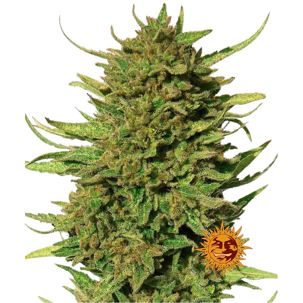 Nahaufnahme der Barney's Farm Critical Kush Regular Cannabispflanze mit dichten, harzigen Buds und einer intensiven Trichomen-Bedeckung im satten grün.