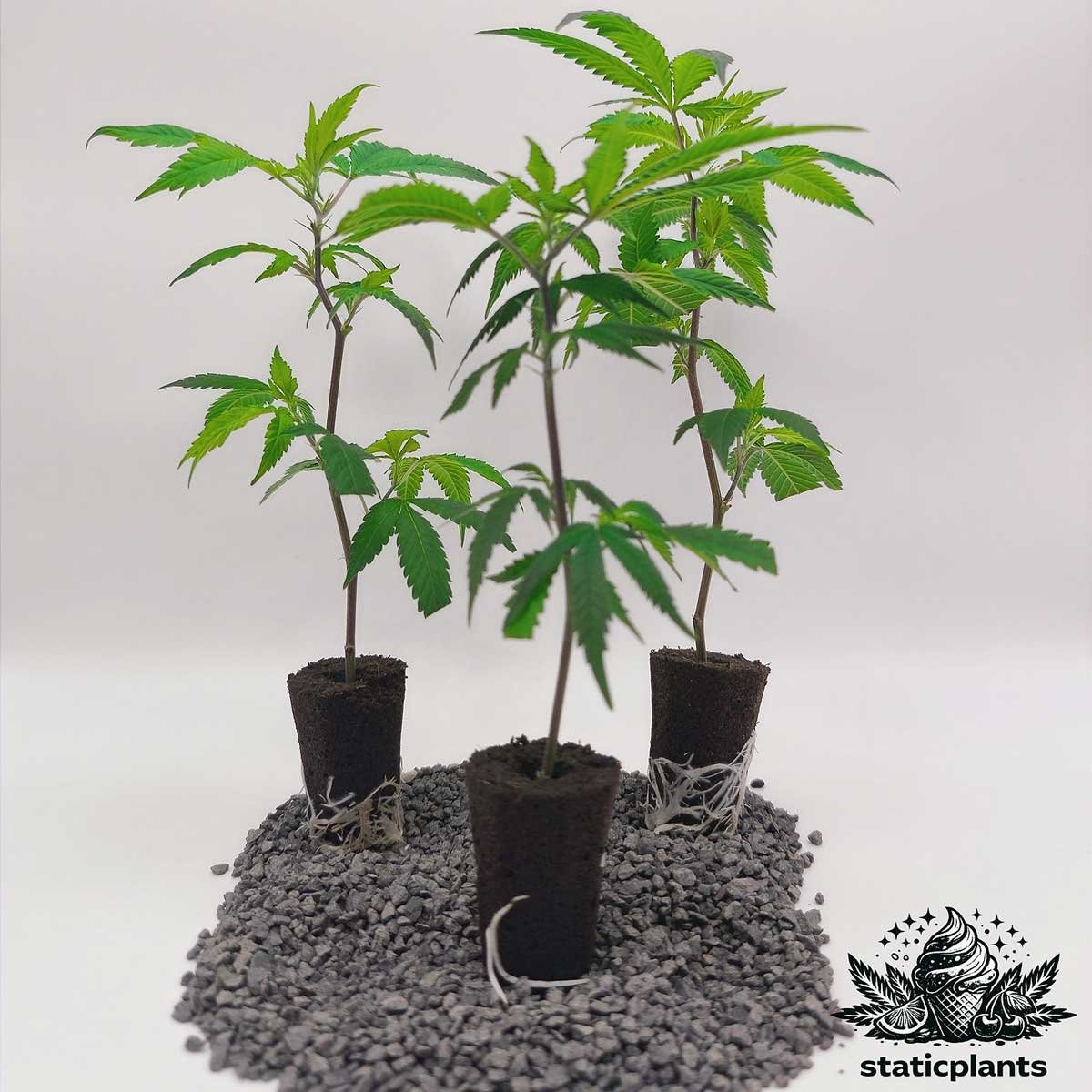 Barney’s Farm Lemon Cherry Gelato Stecklinge 3er-Set von Static Plants